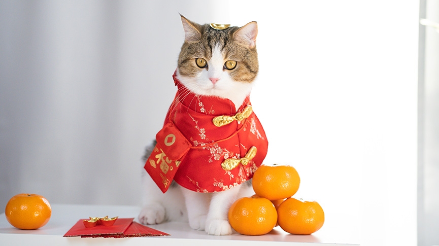 寵物新年穿搭2026-貓狗賀年服挑選指南-尺寸-材質及拍照技巧一覽